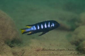 Metriaclima melissa 'Chewere'