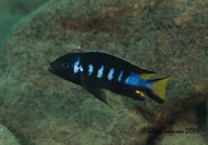 Metriaclima melissa 'Chewere'