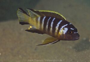 Metriaclima melissa 'Chilumba Harbour'