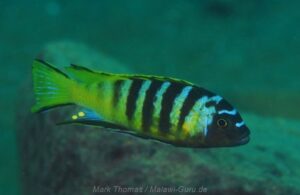 Metriaclima melissa 'Chilumba Harbour'