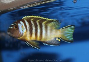 Metriaclima melissa 'Chirwa'