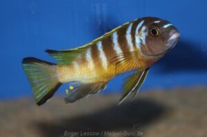 Metriaclima melissa 'Chirwa'