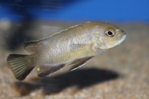 Metriaclima melissa 'Chirwa'