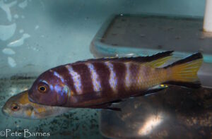 Metriaclima melissa 'Chirwa'