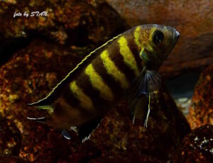 Metriaclima melissa 'Chitande Island'