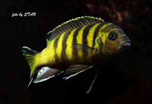 Metriaclima melissa 'Chitande Island'