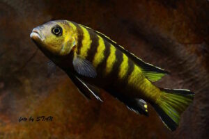 Metriaclima melissa 'Chitande Island'