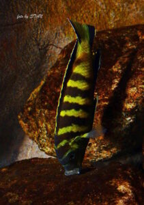 Metriaclima melissa 'Chitande Island'