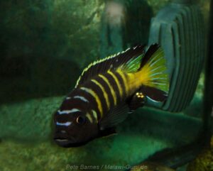 Metriaclima melissa 'Chitande Island'