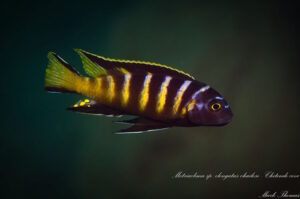 Metriaclima melissa 'Chitende Cove'