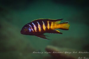 Metriaclima melissa 'Matambukira Rocks'