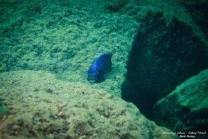 Metriaclima midomo 'Ngkuyo Island'