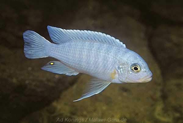 Metriaclima nkhunguense