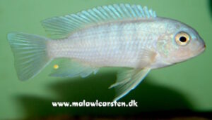 Metriaclima nkhunguense