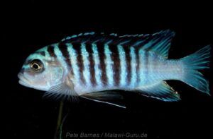 Metriaclima phaeos 'Hai Reef'