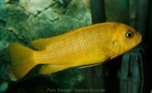 Metriaclima phaeos 'Hai Reef'