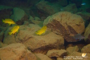 Metriaclima phaeos 'Undu Reef'
