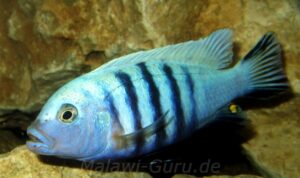 Metriaclima pulpican