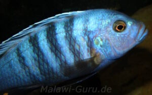 Metriaclima pulpican