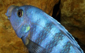 Metriaclima pulpican