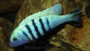 Metriaclima pulpican