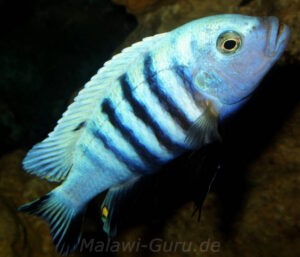 Metriaclima pulpican