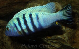 Metriaclima pulpican