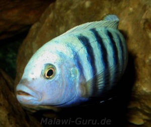 Metriaclima pulpican