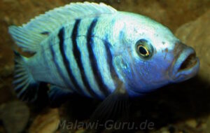 Metriaclima pulpican