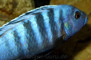 Metriaclima pulpican