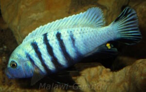 Metriaclima pulpican