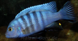 Metriaclima pulpican