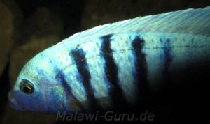 Metriaclima pulpican