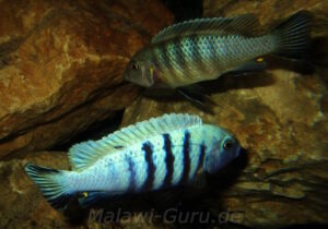 Metriaclima pulpican