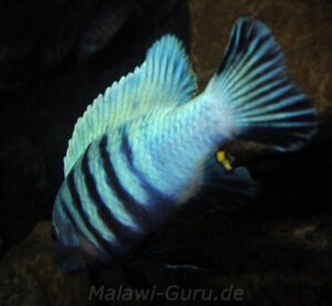 Metriaclima pulpican