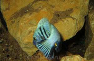 Metriaclima pulpican