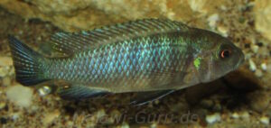 Metriaclima pulpican