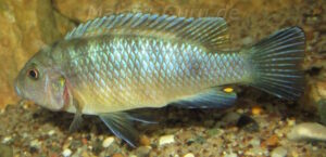 Metriaclima pulpican