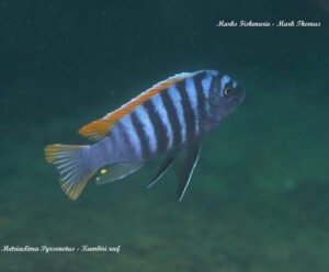 Metriaclima pyrsonotos 'Kambiri Reef' Galerie Metriaclima pyrsonotos Arten