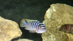 Metriaclima pyrsonotos 'Nakantenga Island'