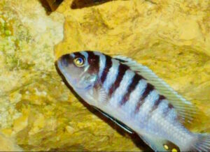 Metriaclima pyrsonotos 'Nakantenga Island'