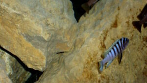 Metriaclima pyrsonotos 'Nakantenga Island'