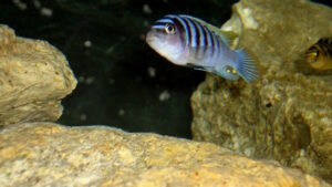 Metriaclima pyrsonotos 'Nakantenga Island'