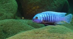 'Lifuma' Metriaclima sciasma 'Lifuma'