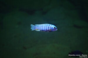 Metriaclima sciasma 'Magunga'