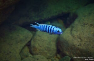 'Magunga' Metriaclima sciasma 'Magunga'