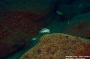 Metriaclima sciasma 'Ngwasi'