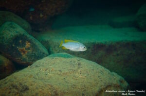 Metriaclima sciasma 'Ngwasi'