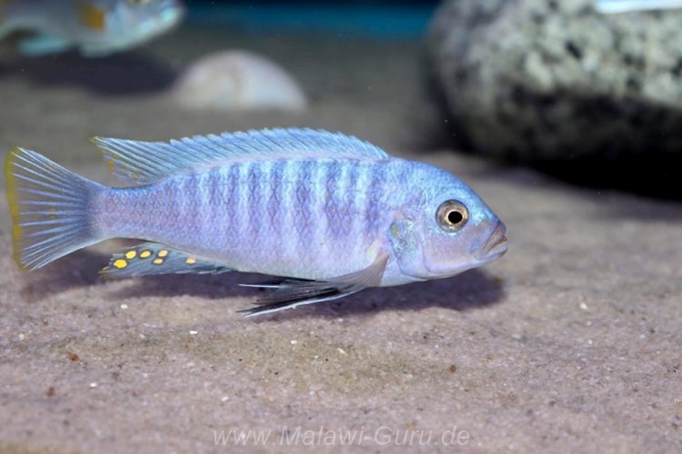 Metriaclima sciasma 'Nkanda' Metriaclima sciasma