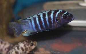 Metriaclima sp. 'aggressive bars'